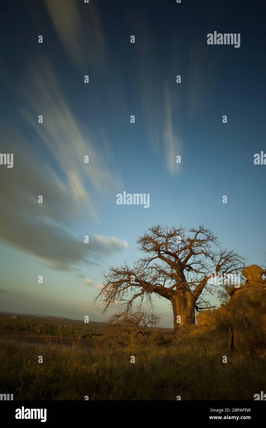 boabab près du botswana, afrique du sud Banque D'Images