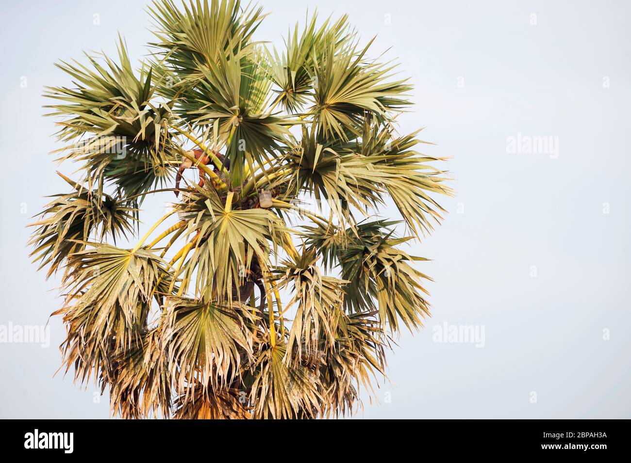 Palmyra fruit étant récolté par un cambodgien au sommet d'un palmier. Borassus flabellifer. Province de Battambang, Cambodge, Asie du Sud-est Banque D'Images