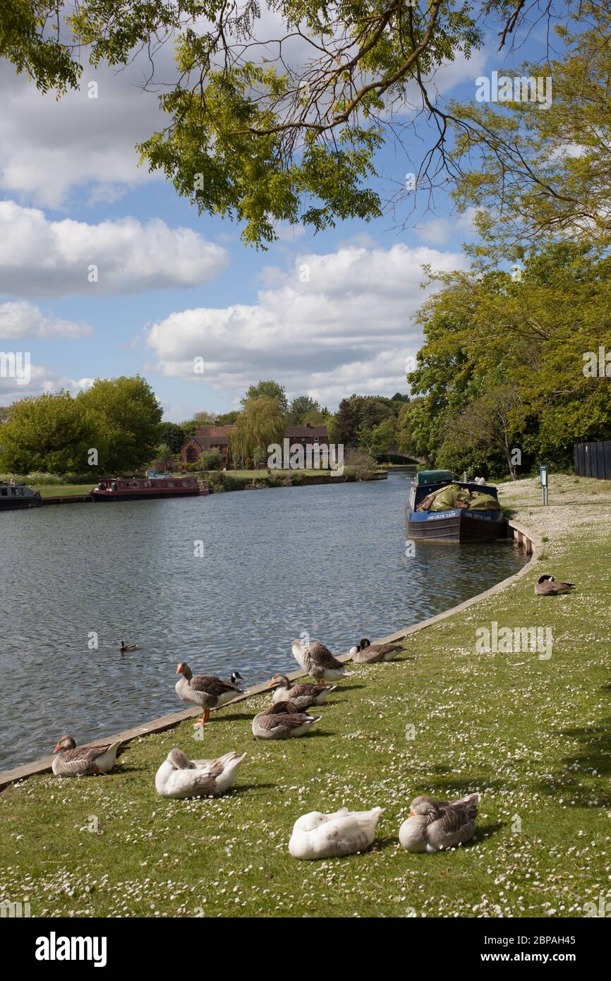 Vue sur la Tamise à Abingdon, Oxfordshire, Royaume-Uni Banque D'Images