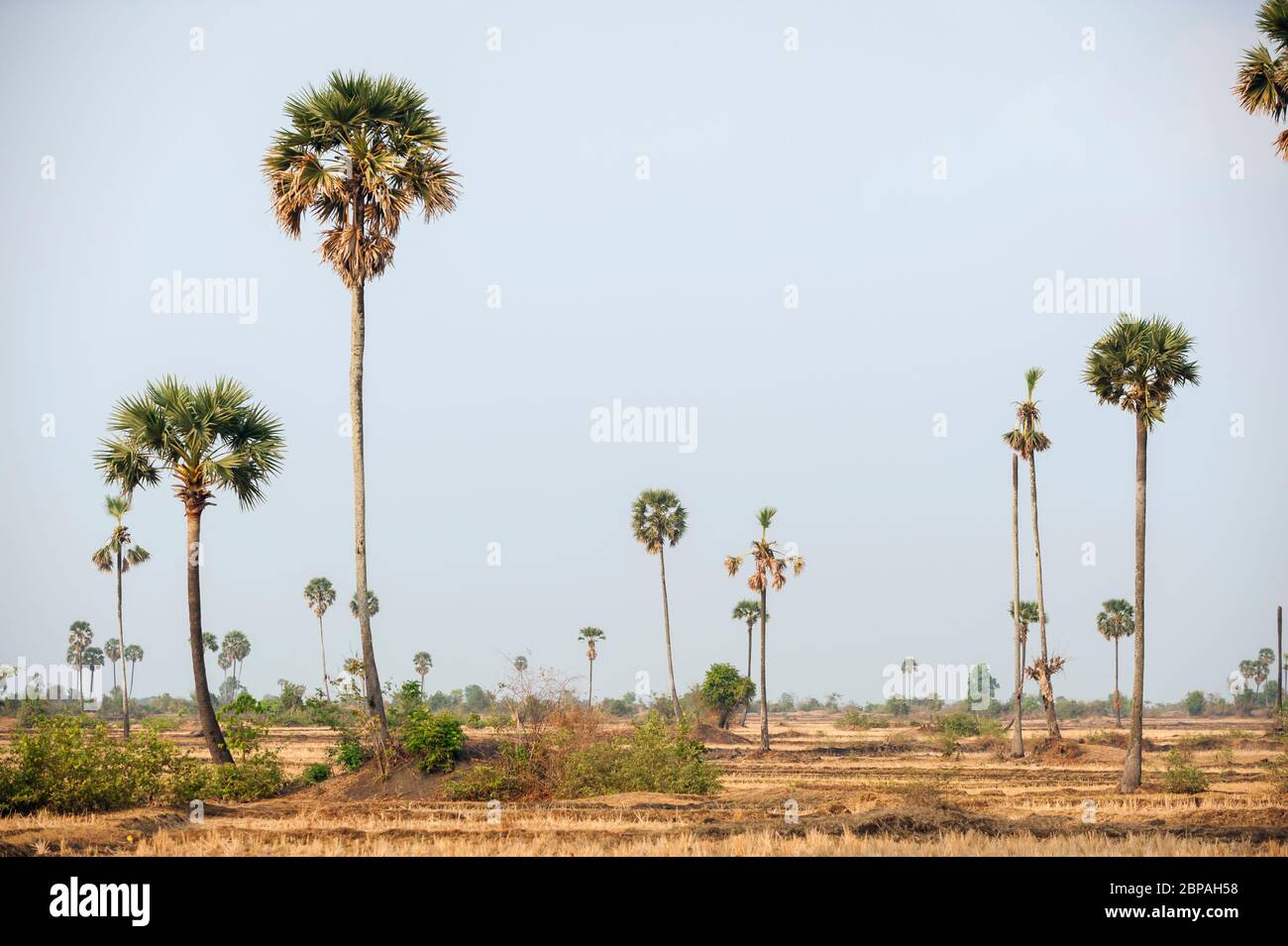 Palmiers, Borassus flabellifer. Province de Battambang, Cambodge, Asie du Sud-est Banque D'Images