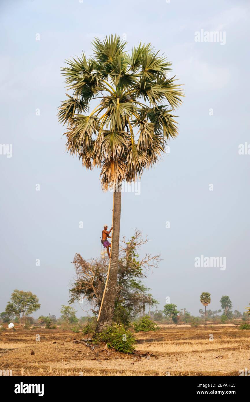 Un cambodgien monte pour récolter des fruits Palmyra du palmier, Borassus flabellifer. Province de Battambang, Cambodge, Asie du Sud-est Banque D'Images