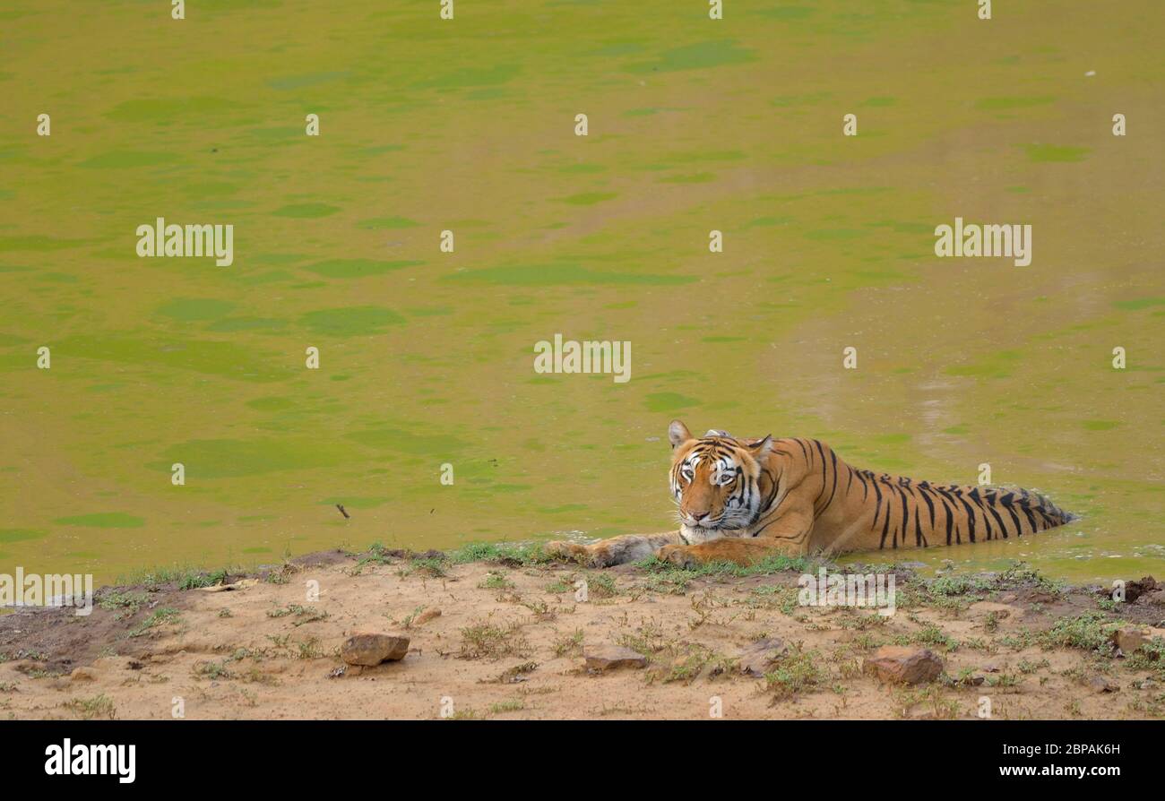 Dans l'eau refroidissement Tiger Banque D'Images