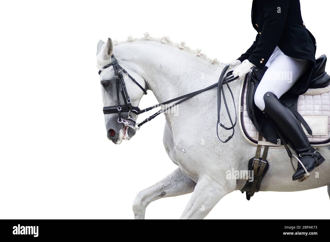 Portrait de sport équestre - tête de dressage du cheval d'étreuil Banque D'Images