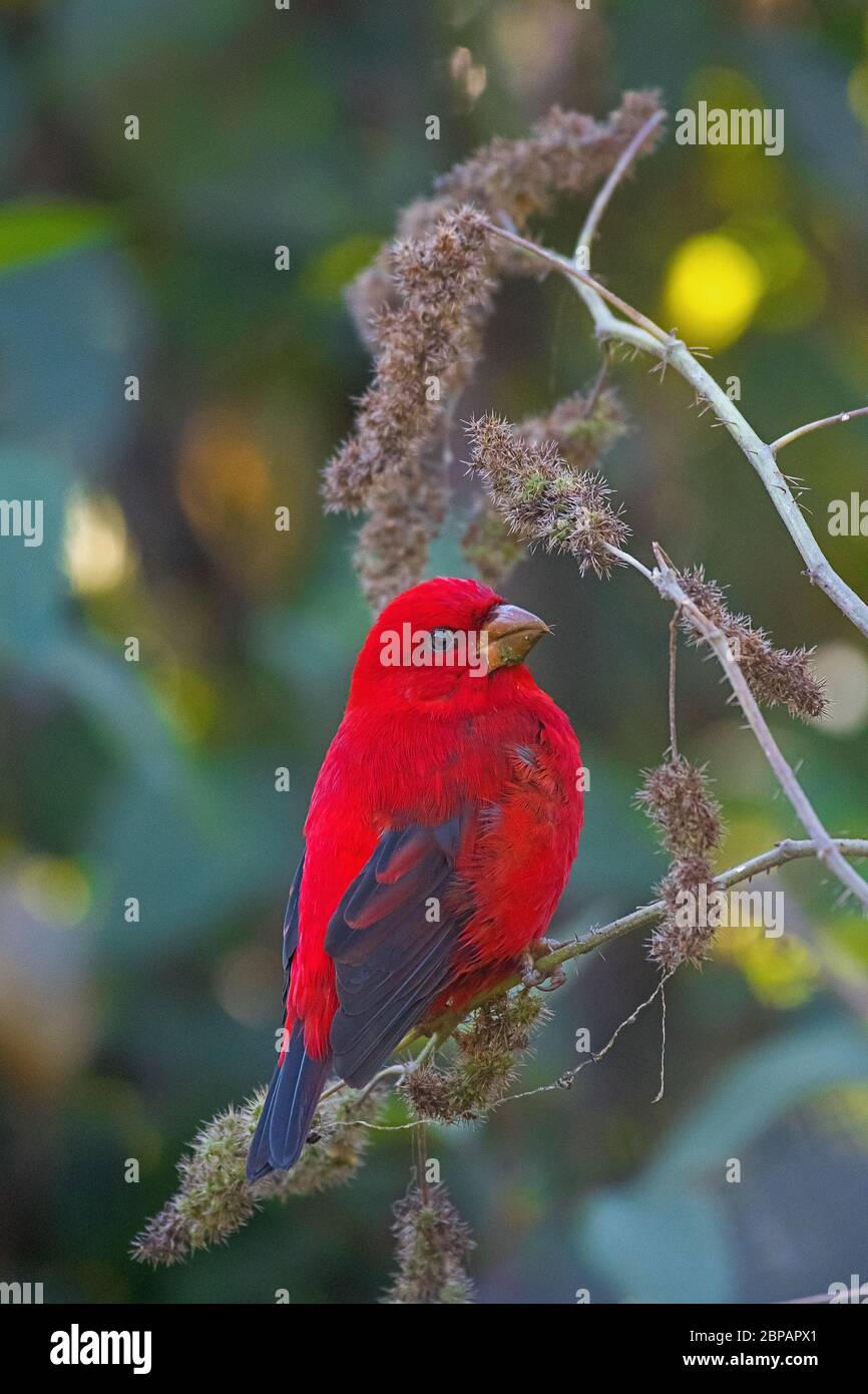 la scarlet finch se nourrit de l'ortie Banque D'Images