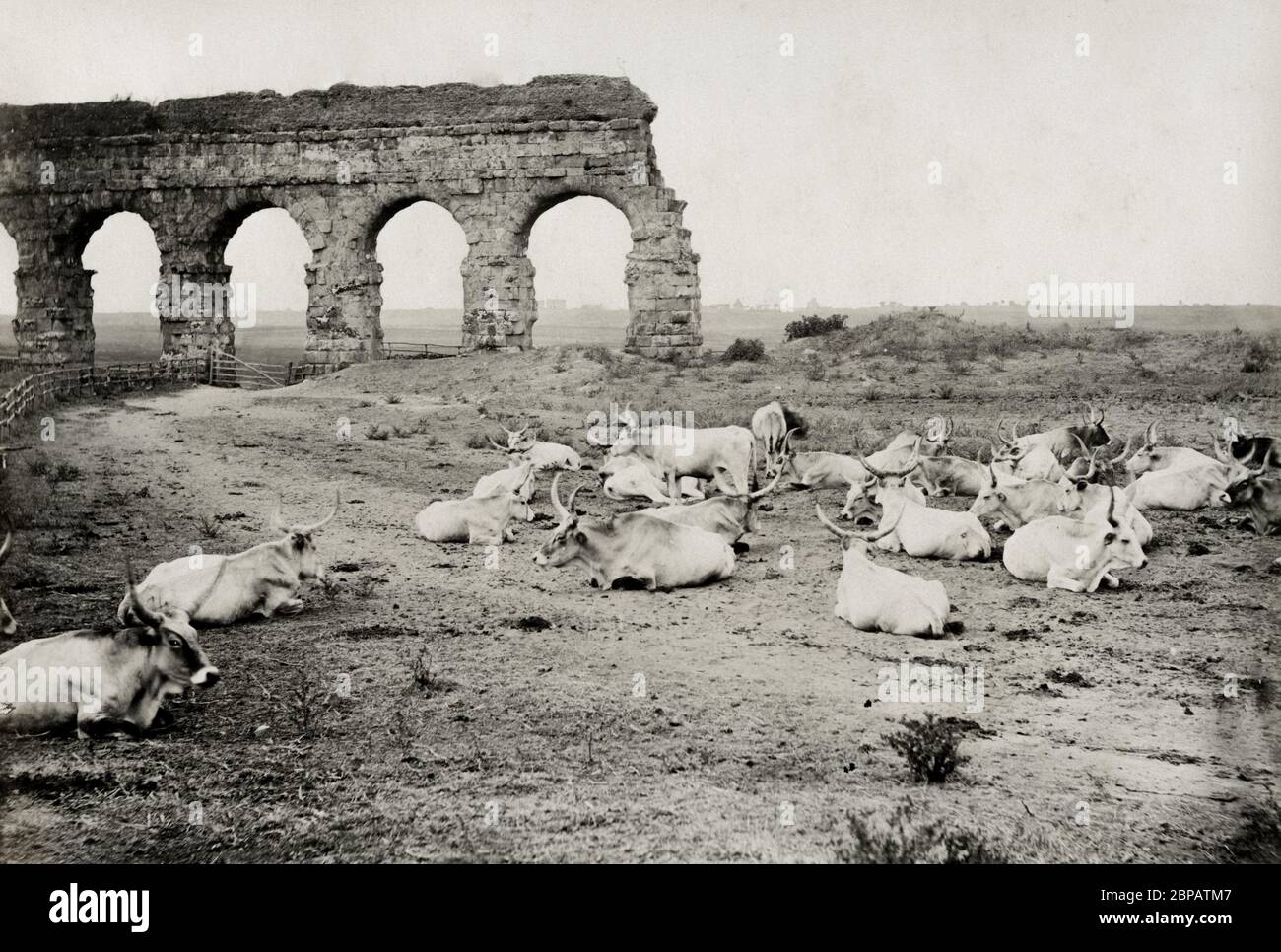 Bétail couché dans un champ en face d'un vieux aqueduc près de Rome, Italie Banque D'Images