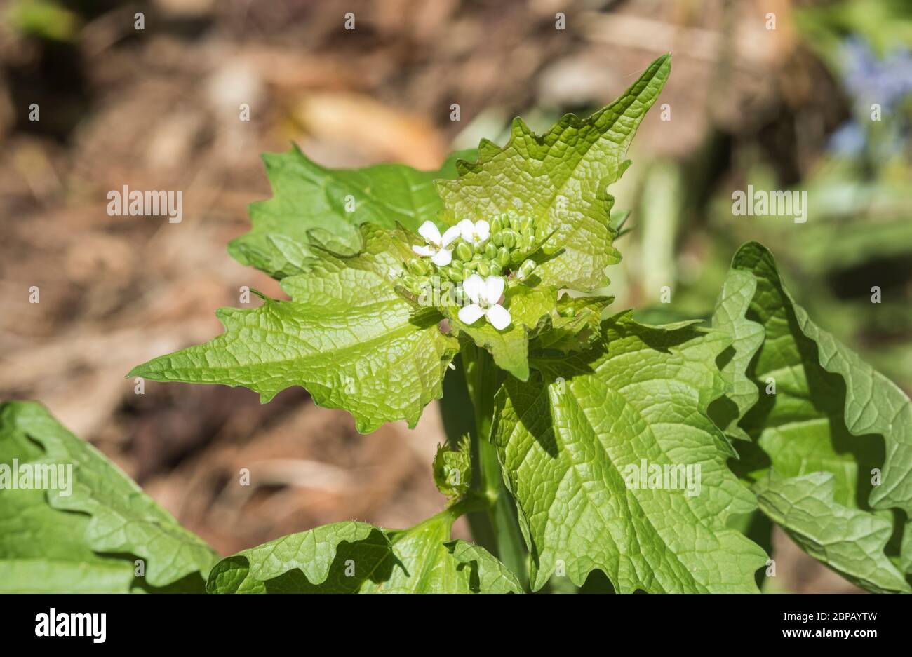 Fleurs et feuilles de moutarde à l'ail (Alliaria petiolata) Banque D'Images