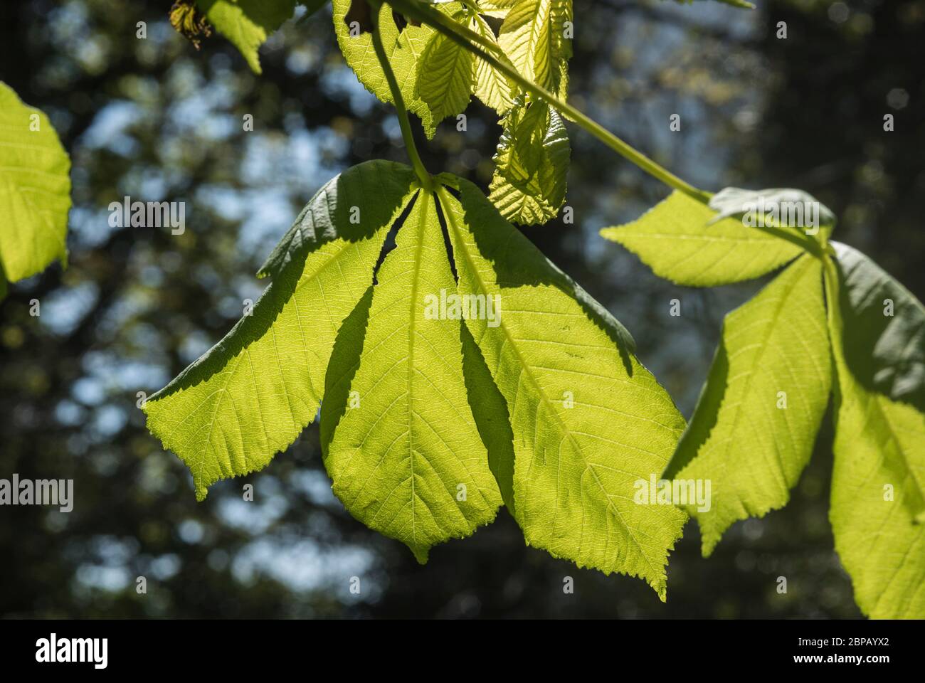Feuilles de châtaigne (Aesculus hippocastanum) Banque D'Images