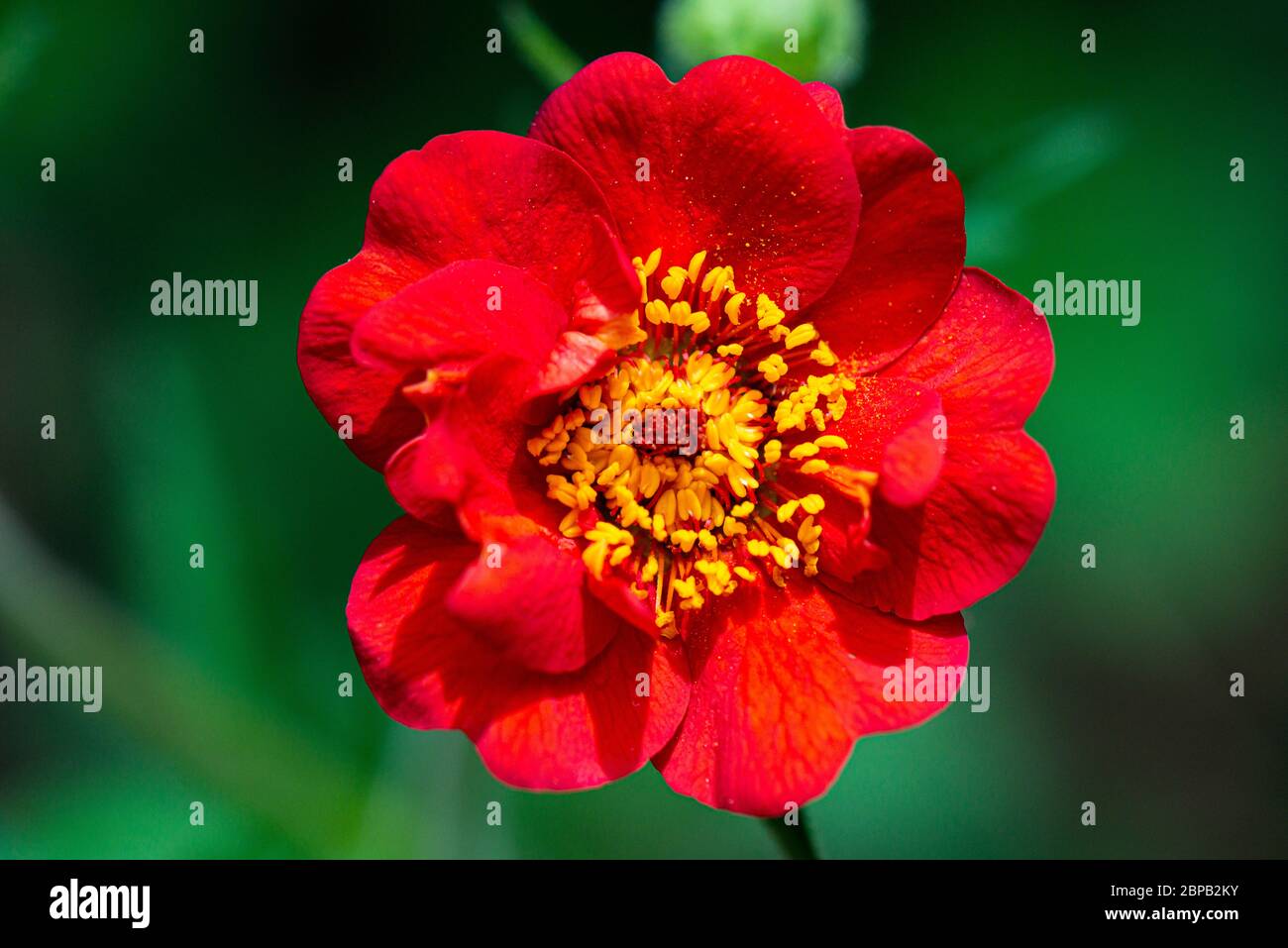 La fleur d'un avens 'Mrs J. Bradshaw' (Geum 'Mrs J. Bradshaw') Banque D'Images