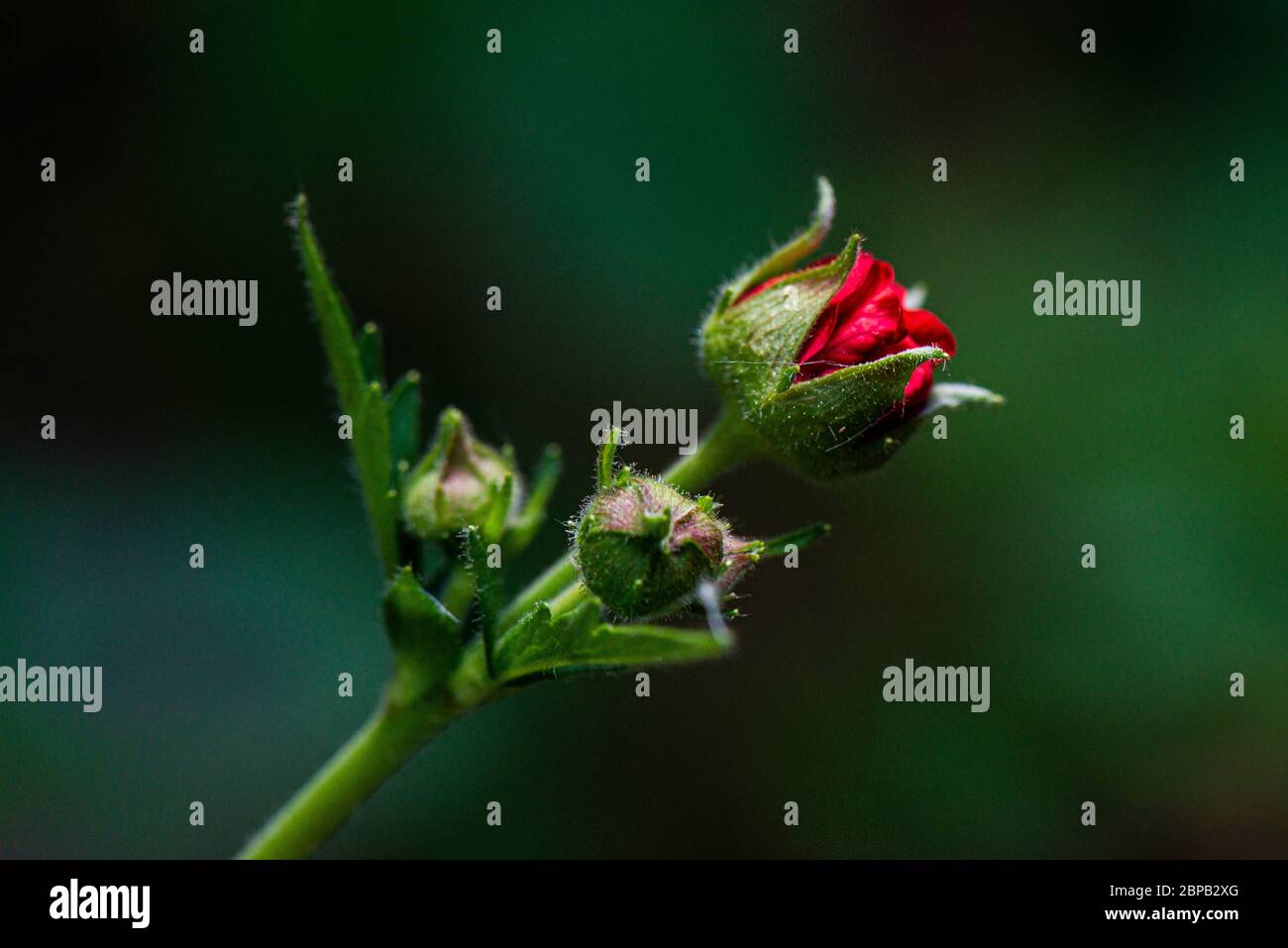 Un bourgeon de fleurs d'un avens 'Mrs J. Bradshaw' (Geum 'Mrs J. Bradshaw') Banque D'Images