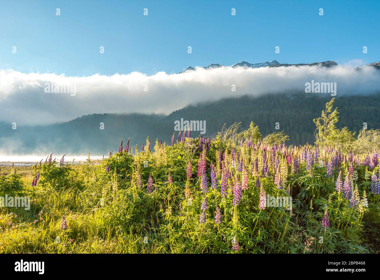 Malojawind au cours d'une matinée de printemps au lac Silverplana près de Sils Maria, Engadin, Grisons, Suisse Banque D'Images