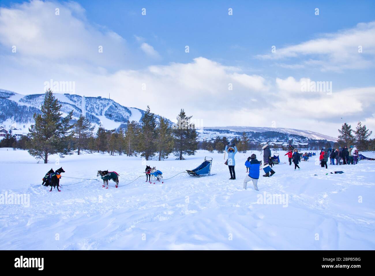 Chiens de traîneau à neige à Geilo en Norvège Banque D'Images