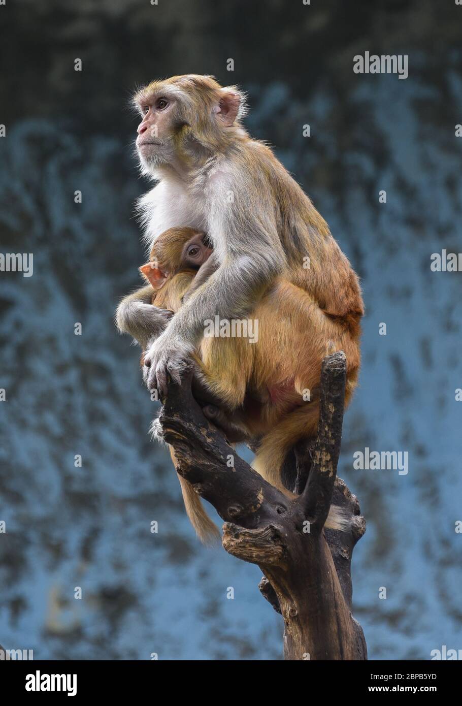 Singe amoureux Banque de photographies et d'images à haute résolution -  Alamy