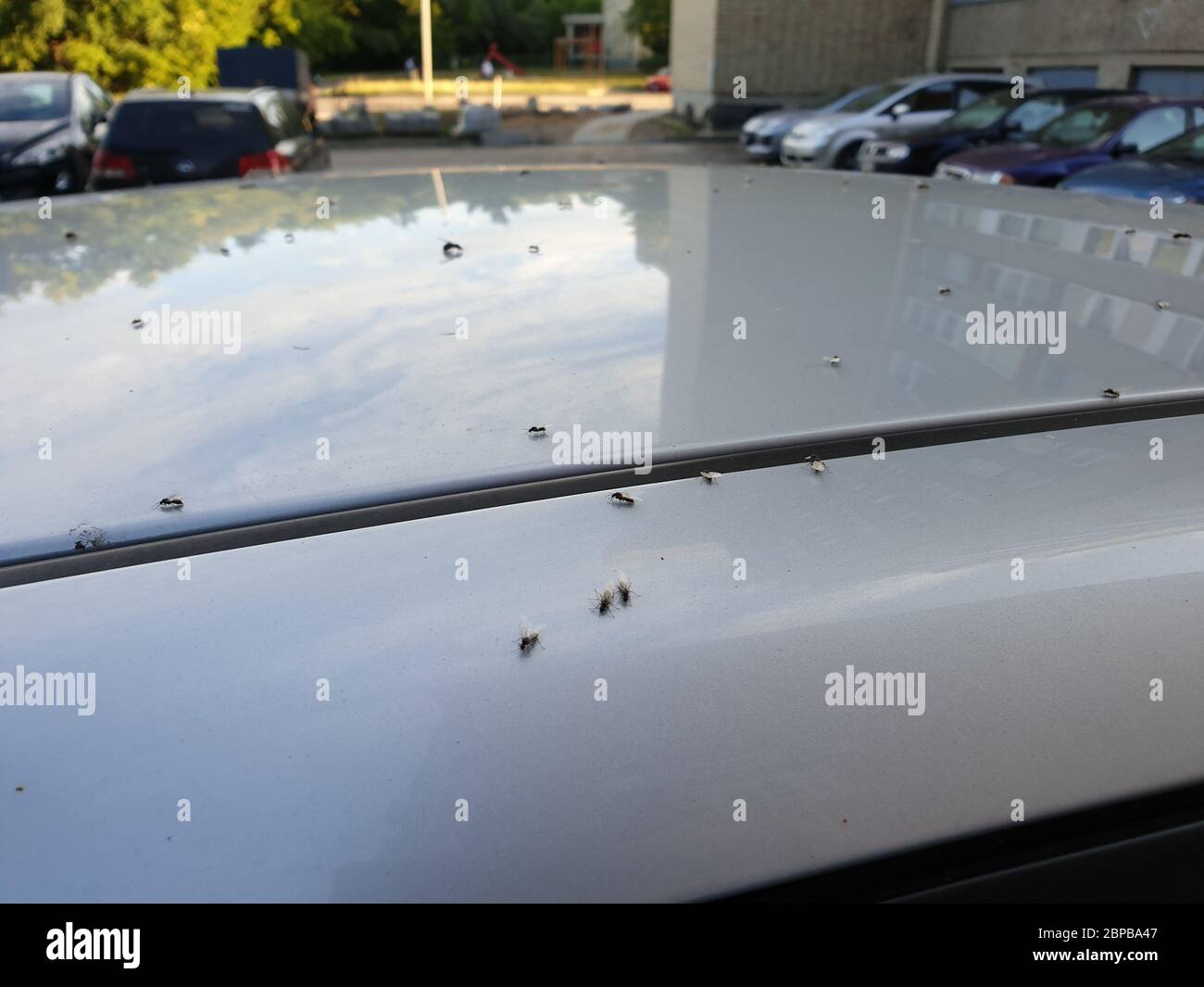 De nombreux insectes sur le toit de la voiture Banque D'Images
