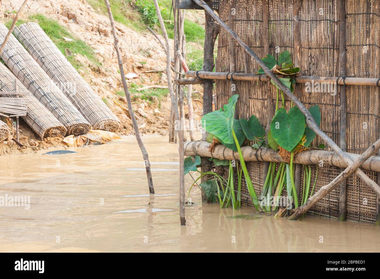 Colocasie qui grandit à côté d'une maison à Kampong Phluk, province de Siem Reap, centre-nord du Cambodge, Asie du Sud-est Banque D'Images