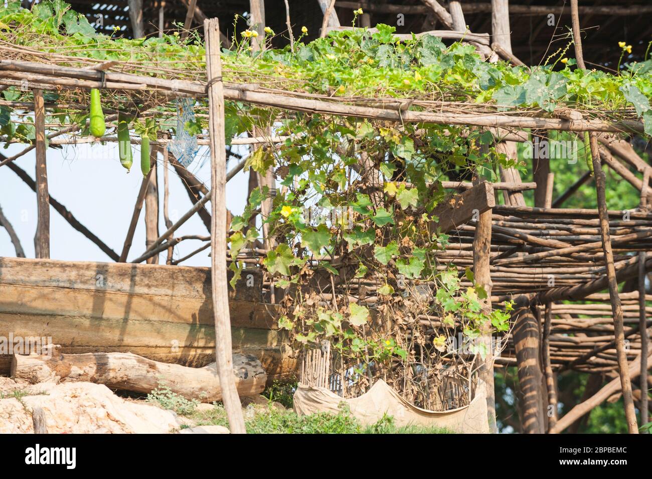 Luffa, gourdes de Loofah qui poussent à Kampong Phluk, province de Siem Reap, centre-nord du Cambodge, Asie du Sud-est Banque D'Images