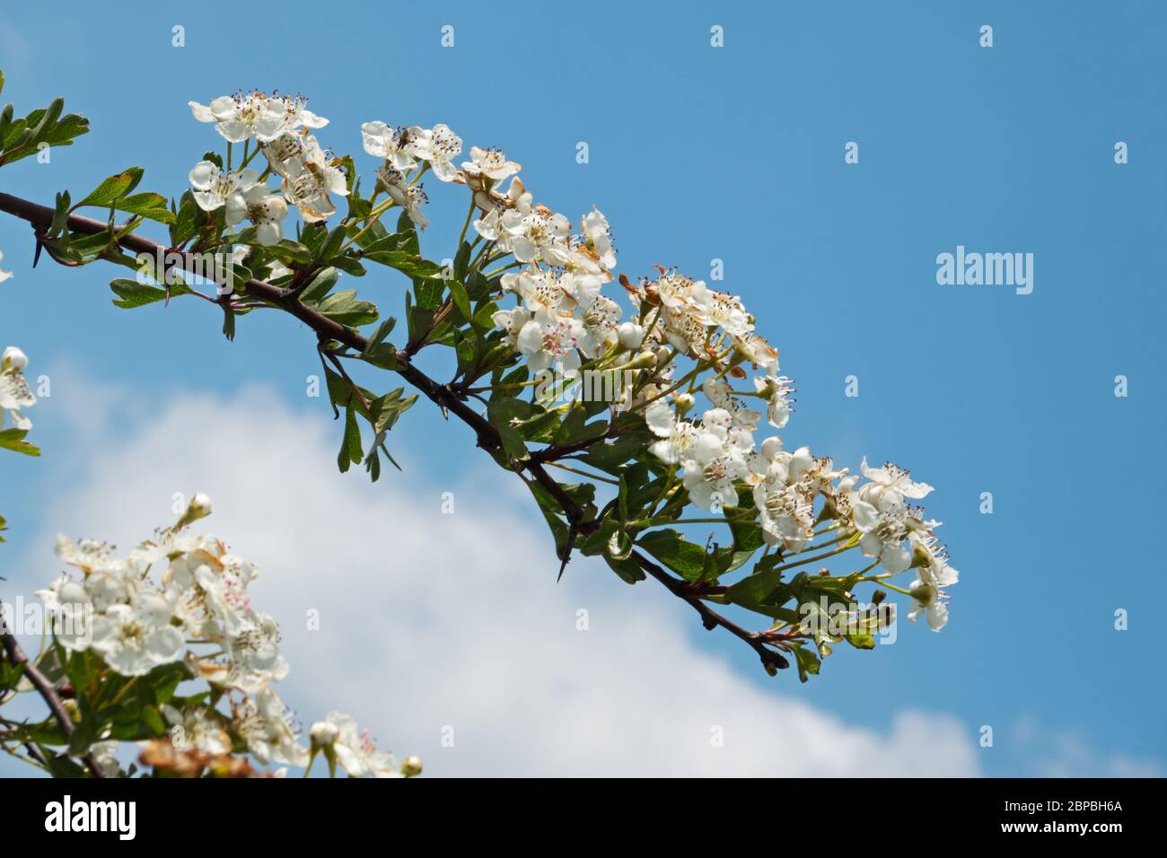 Belle fleur blanche de l'aubépine commune contre un ciel bleu Banque D'Images