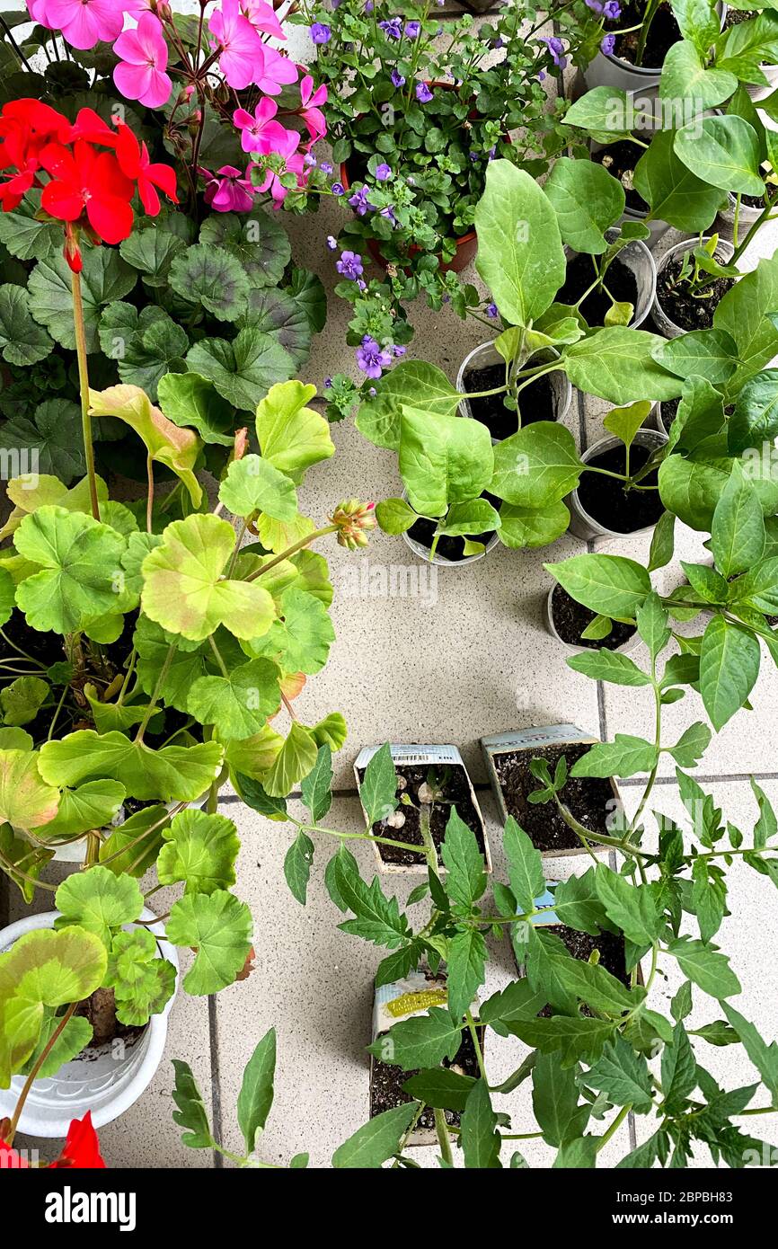 Fleurs plantules de différents types dans des pots en plastique, fleurs rouges et roses, pots se tiennent sur la terrasse de la maison Banque D'Images