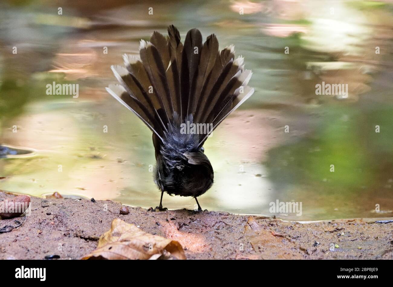 Vue arrière d'un Fantail à gorge blanche (Rhipidura albicollis) avec son fantail ouvert devant un ruisseau dans le nord de la Thaïlande Banque D'Images