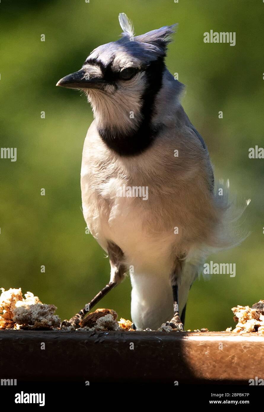 Oiseau bleu Banque D'Images