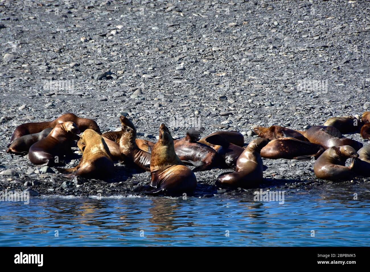 Un grand groupe de lions de mer mâles et femelles qui se promondent sur un littoral rocheux près de Juneau Alaska, quelques uns profitent de l'eau fraîche de l'océan. Banque D'Images