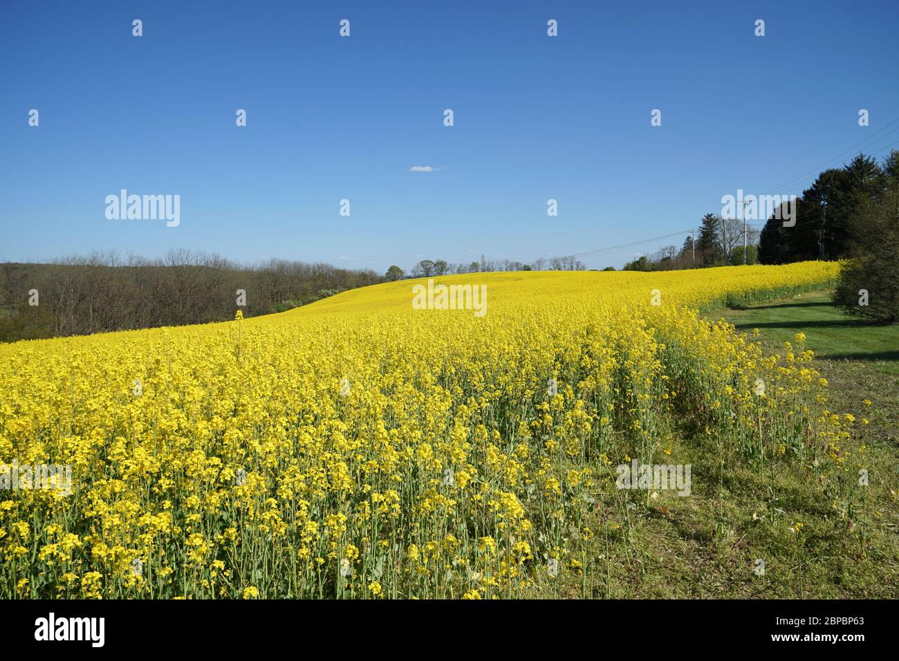 Un champ de colza pousse dans l'est de la Pennsylvanie. La récolte est cultivée pour ses graines riches en huile. Banque D'Images Un champ de colza pousse dans l'est de la Pennsylvanie. La récolte est cultivée pour ses graines riches en huile. Banque D'Images