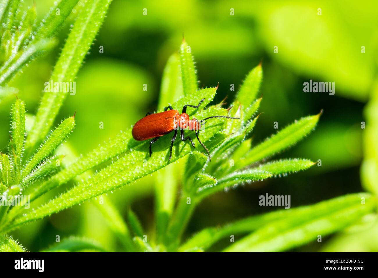 Un coléoptère cardinal à tête rouge Pyrochroma serraticornis sur une feuille d'herbe d'oie Galium aparine Banque D'Images