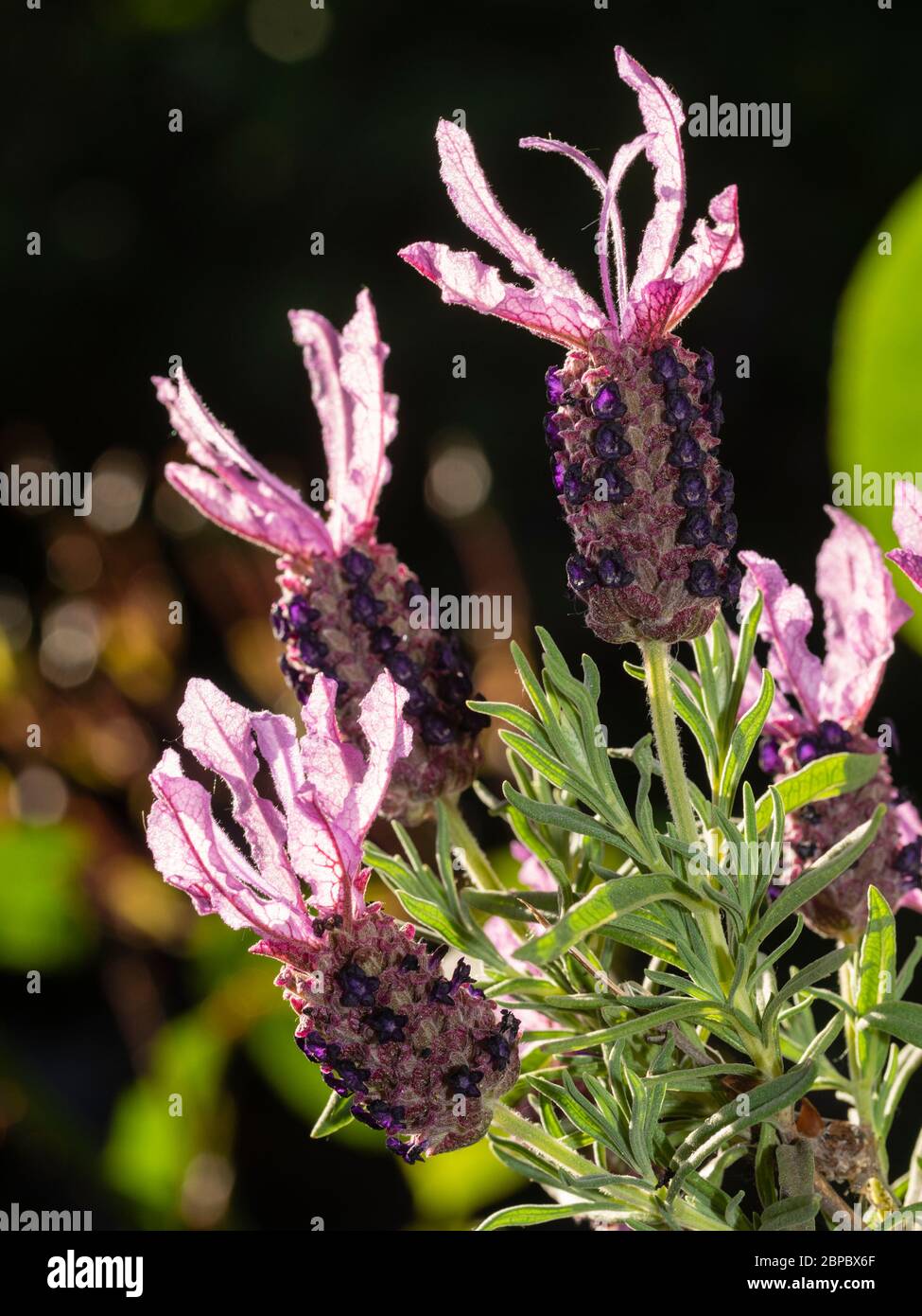 Fleurs rétroéclairées du printemps à l'été en fleurs de lavande française, Lavandula stoechas 'Anouk' Banque D'Images