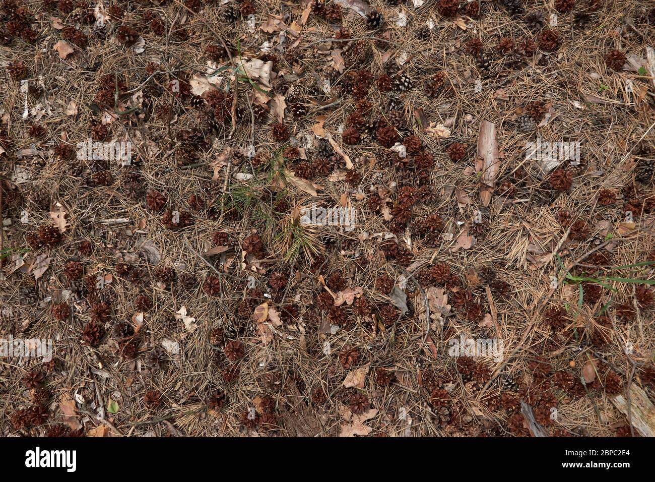 Fond de texture de cônes de sapin et de pin. Sol forestier avec mousse verte, brindilles et feuilles séchées. Banque D'Images
