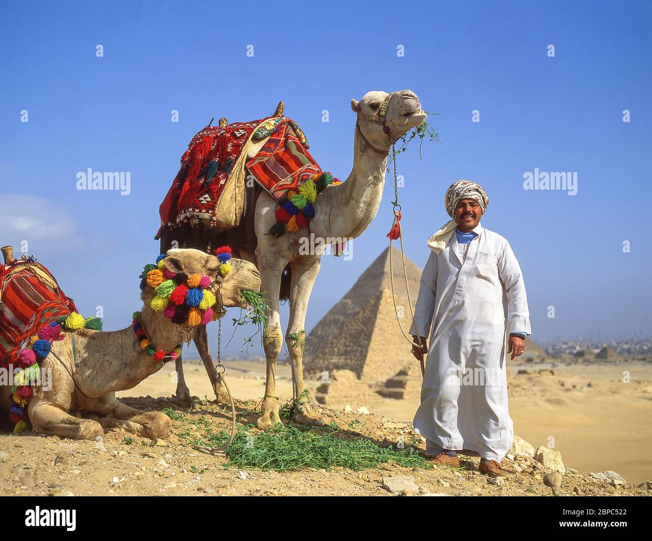 Chauffeur de chameau avec chameaux décorés, les grandes pyramides de Gizeh, Gizeh, gouvernement de Gizeh, République d'Égypte Banque D'Images