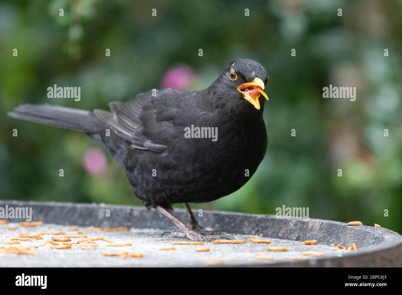 Langue de blackbird mâle visible tout en mangeant mealworms - Ecosse, Royaume-Uni Banque D'Images