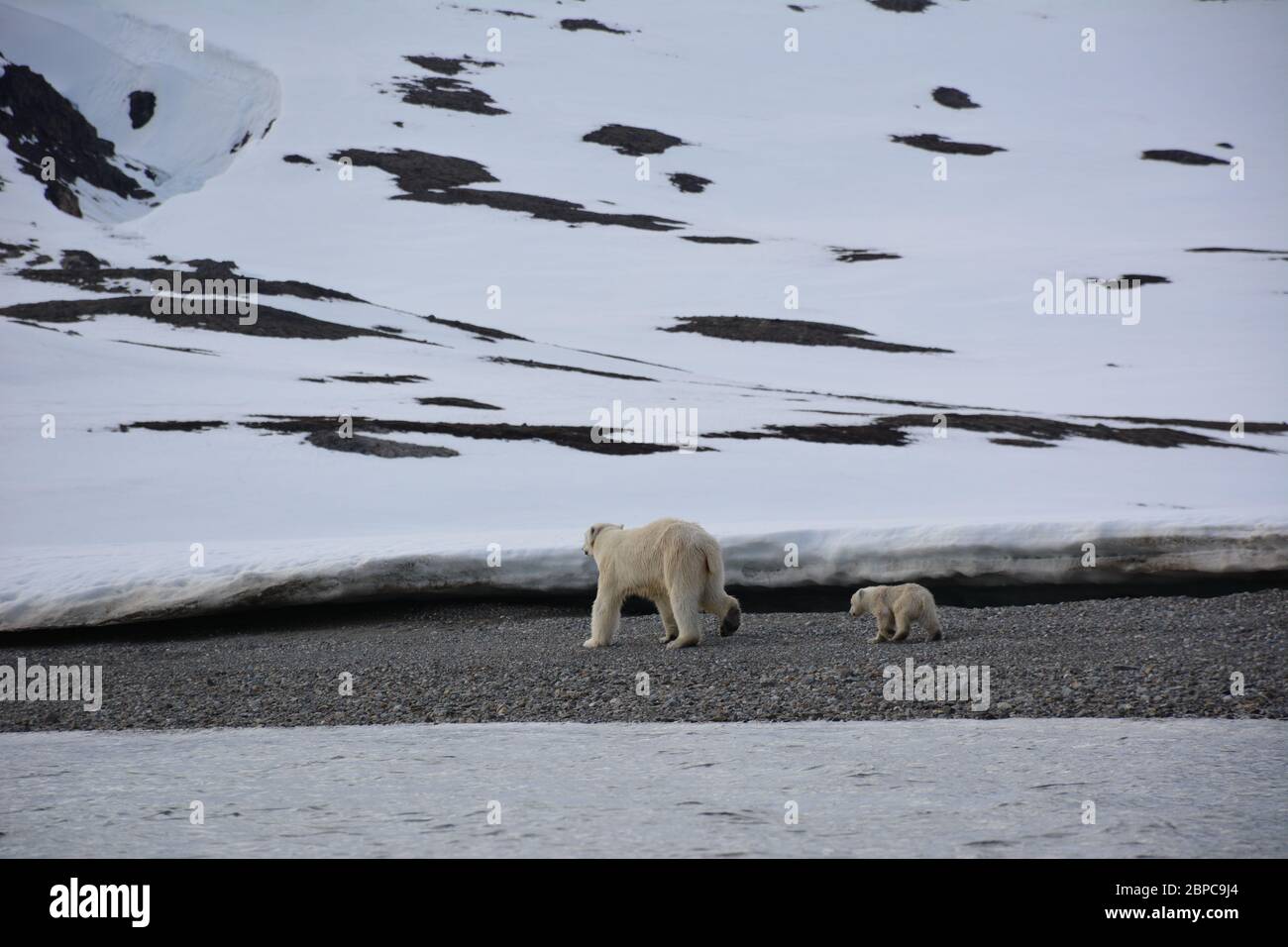 Une femelle effilé, portant un collier d'appareil de suivi, et son cub, se promène le long d'une plage à Woodfjorden, dans l'Arctique Svalbard, en été. Banque D'Images