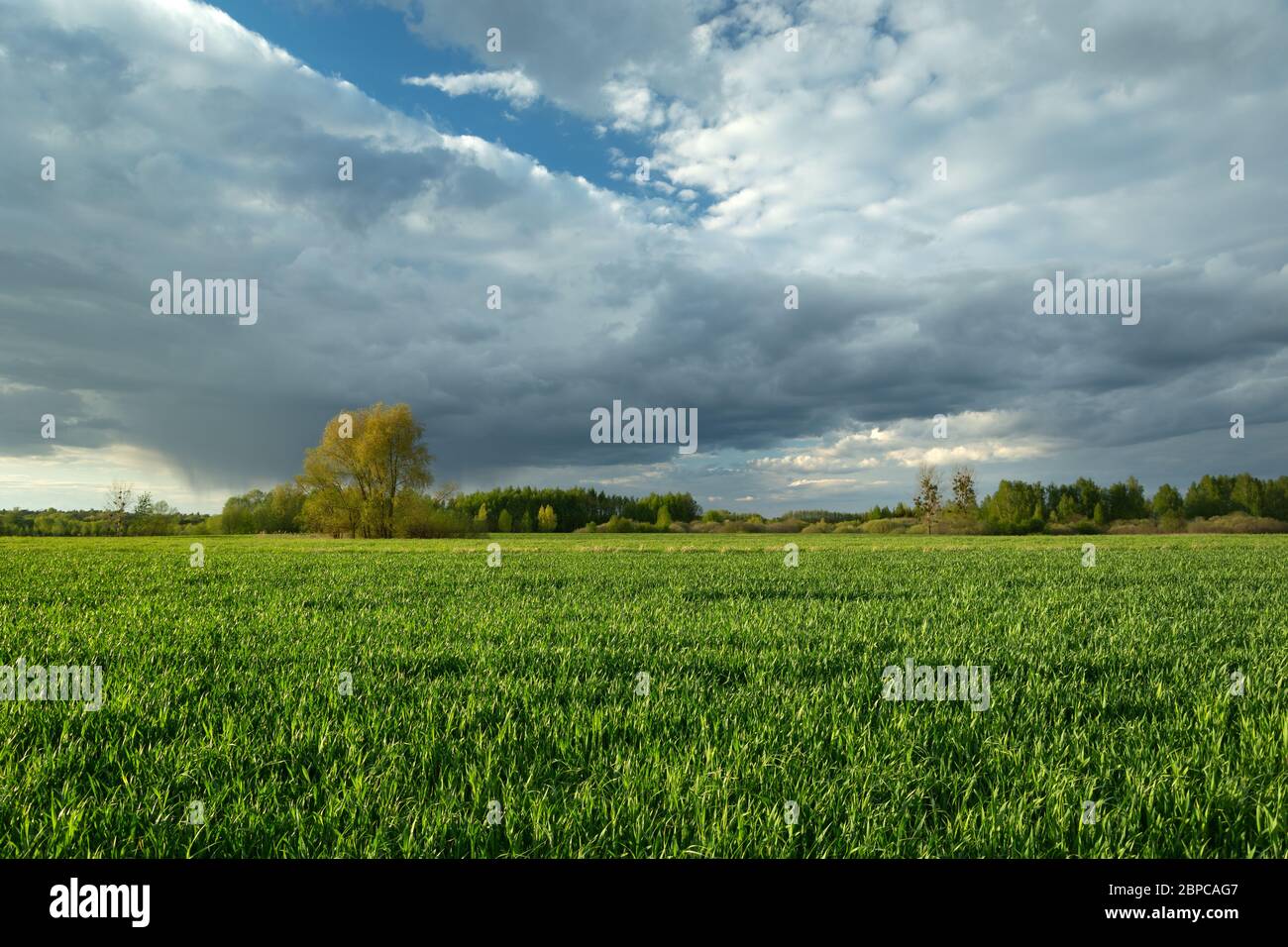 Nuages noirs pluvieux sur les champs de céréales vertes, vue sur la source Banque D'Images
