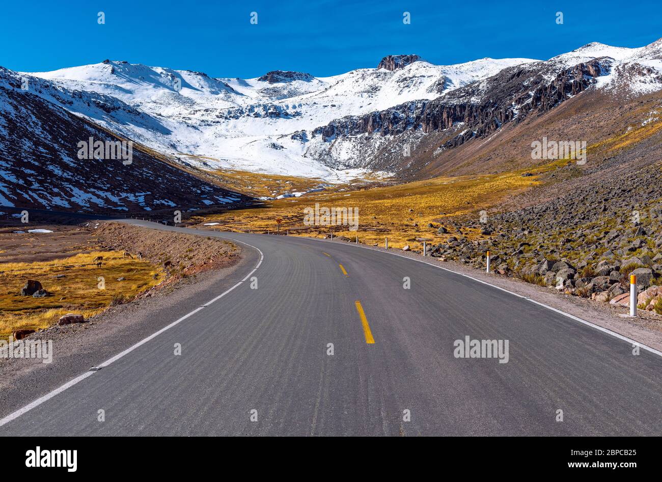 Sur la route à l'intérieur de la réserve nationale de Salinas y Aguada Blanca avec alpacas et vicunas par la route, chaîne de montagnes des Andes, Arequipa, Pérou. Banque D'Images