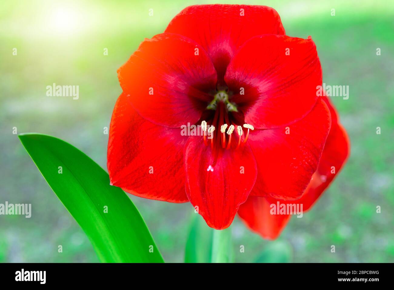 Fleurs rouges Amaryllis dans le jardin Banque D'Images