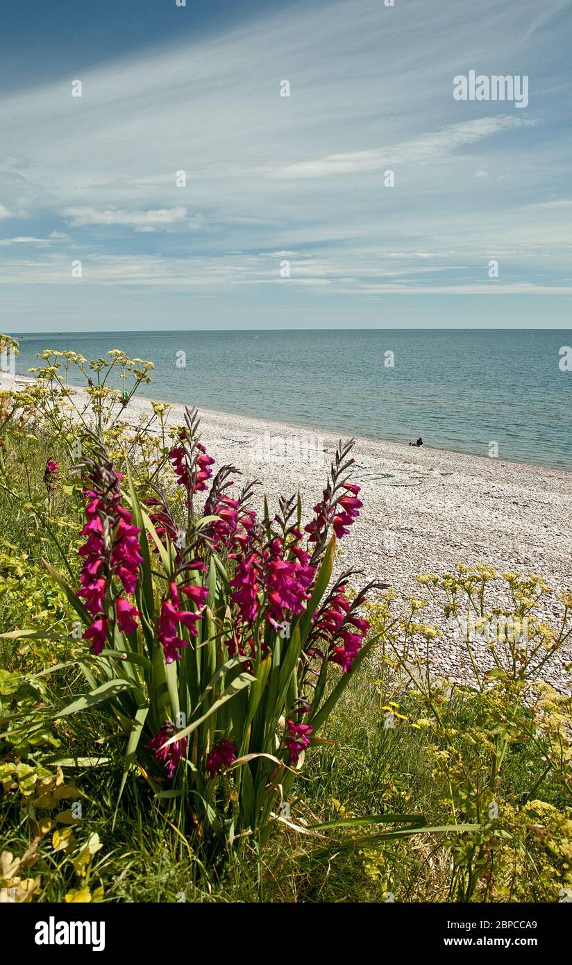 Plage de Budleigh Salterton pendant l'éclusage Banque D'Images