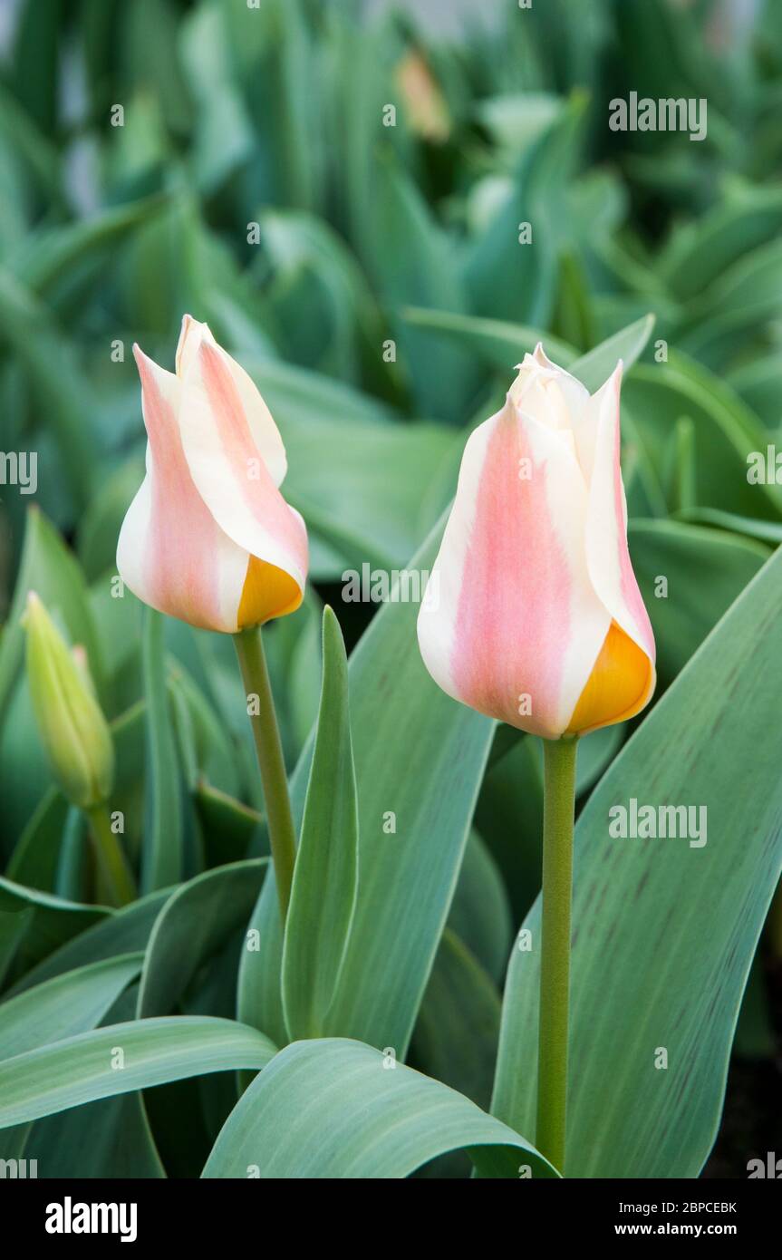 Paire de tulipa Québec UN seul type de rouge pâle chartreuse et butterbutterbutterbup jaune bol en forme de tulipe appartenant au groupe Greigii de tulipes Division 14 Banque D'Images