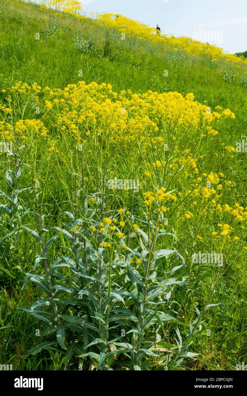 Gelbe Zackenschötchen Pflanze am Rheindamm auf einer Wiese Banque D'Images