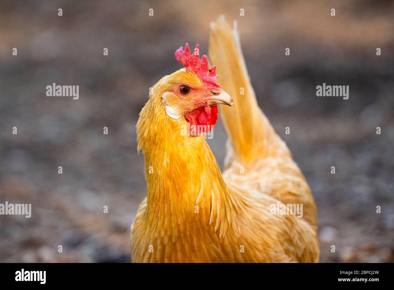 Une femelle de poulet Buff Orpington sur un ranch. Banque D'Images