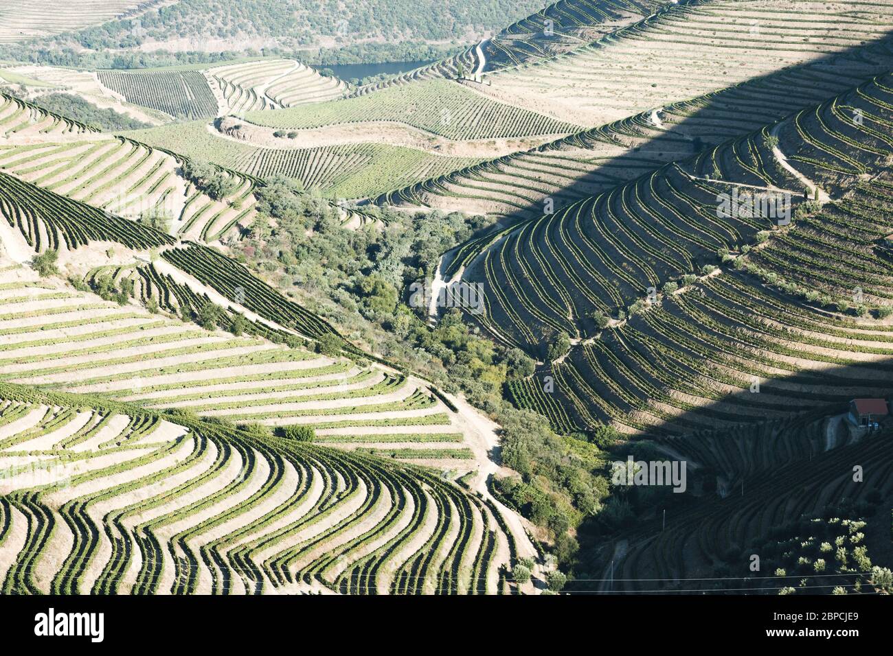Vignobles Douro depuis la vue aérienne Banque D'Images