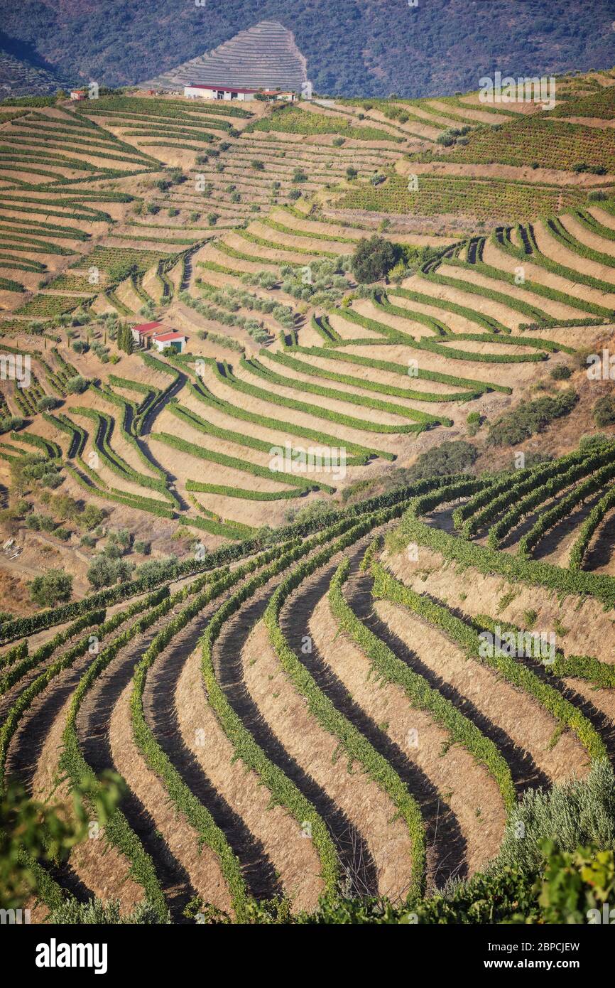 Vignobles et courbes du Douro en août ! Banque D'Images