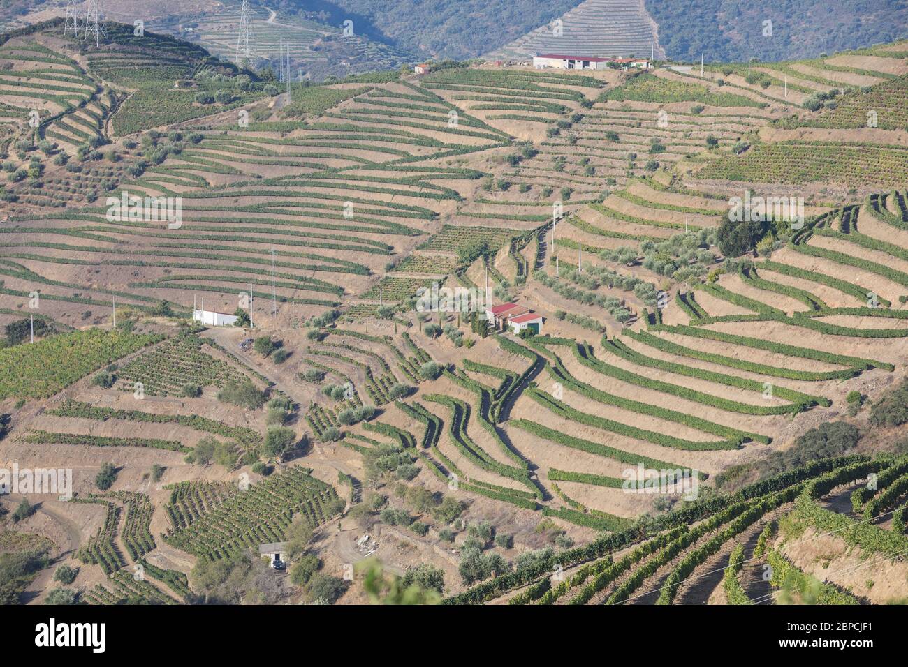 Vignobles Douro depuis la vue aérienne Banque D'Images