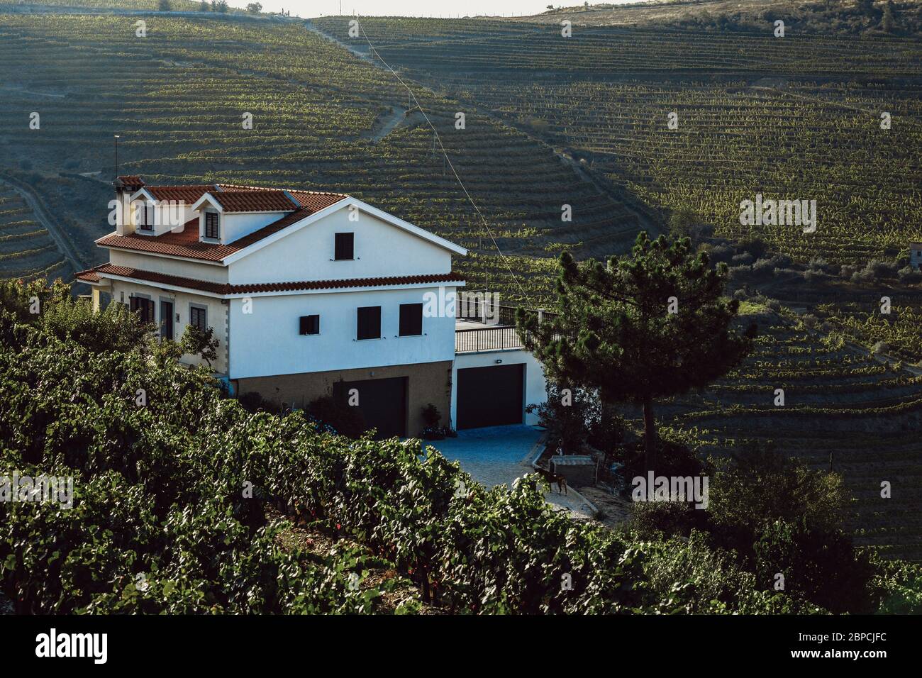 Vignobles Douro depuis la vue aérienne Banque D'Images