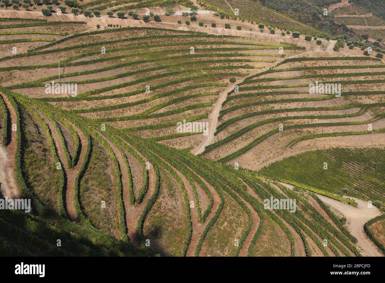 Vignobles Douro depuis la vue aérienne Banque D'Images