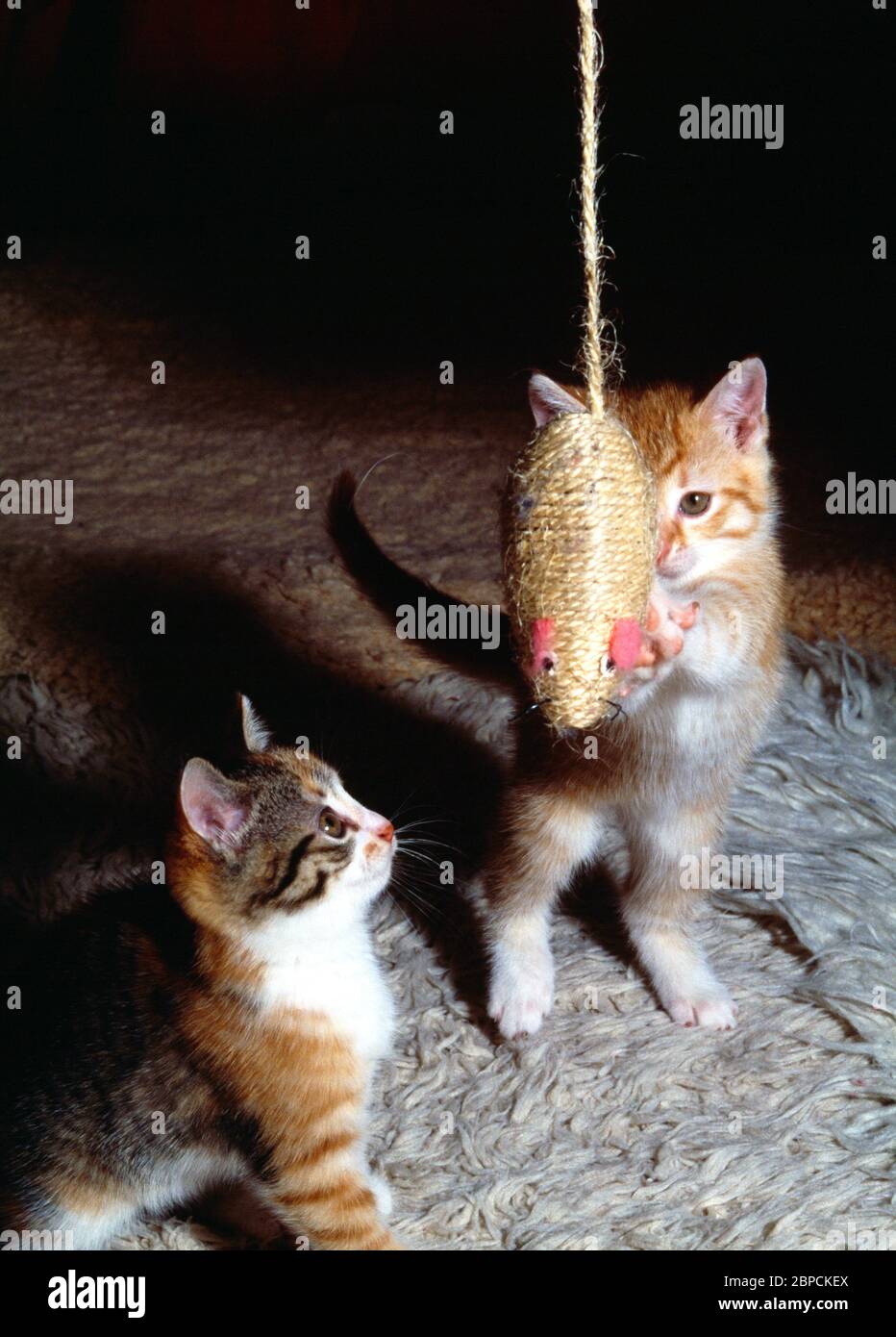 Chatons tortoiseshell et Ginger jouant avec Straw Mouse Banque D'Images
