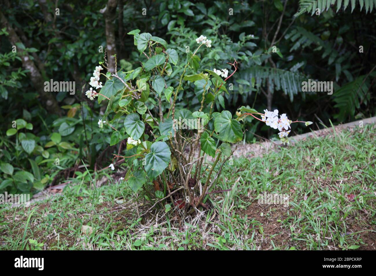 Réserve forestière du Grand Etang Grenade Begonia blanc Banque D'Images