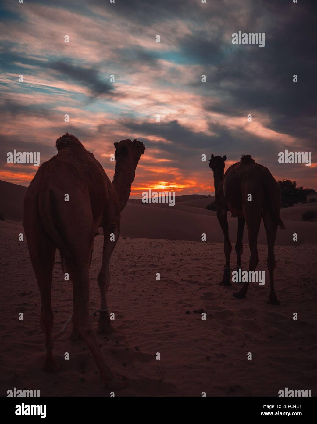 Chameau utilisé pour le safari dans le désert de Jaisalmer Thar au coucher du soleil avec ciel nuageux. Inde Banque D'Images