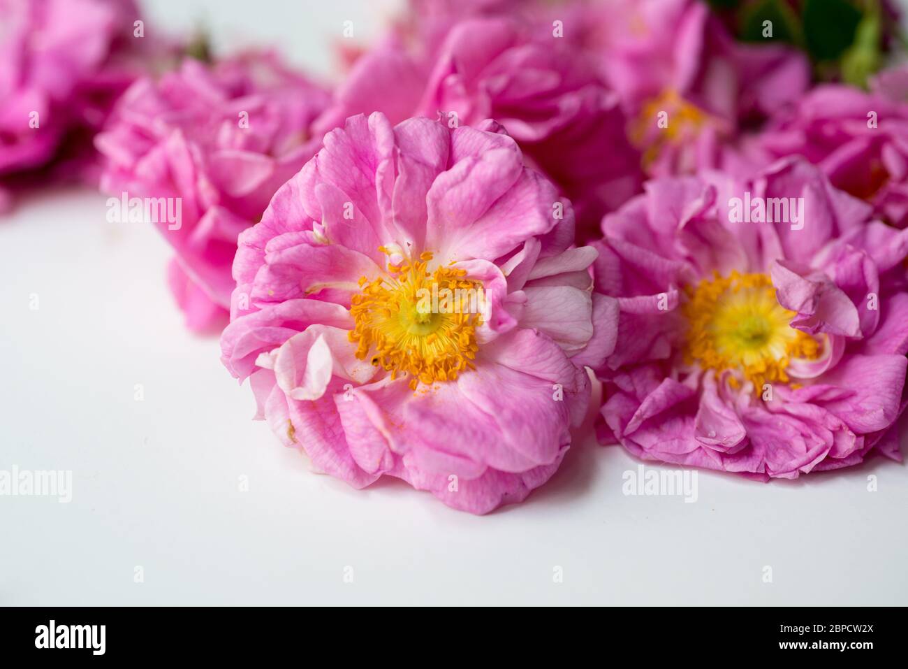 Gros plan de fleurs fraîchement cueillies de roses Damas de culture biologique (Rosa damascena) Banque D'Images