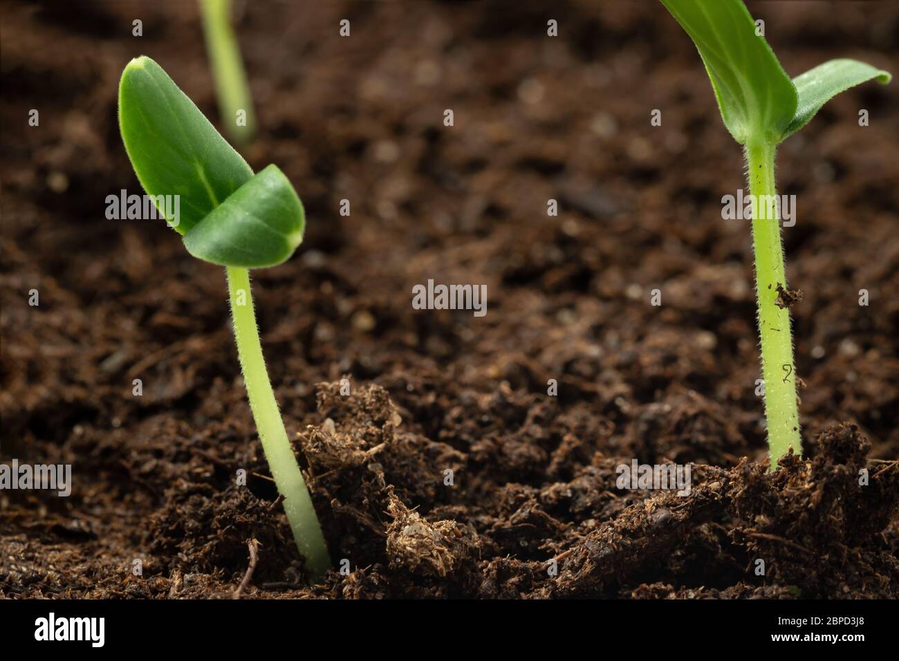 Deux jeunes pousses de concombre sortent du sol. Culture de légumes, concept de soin des semis Banque D'Images