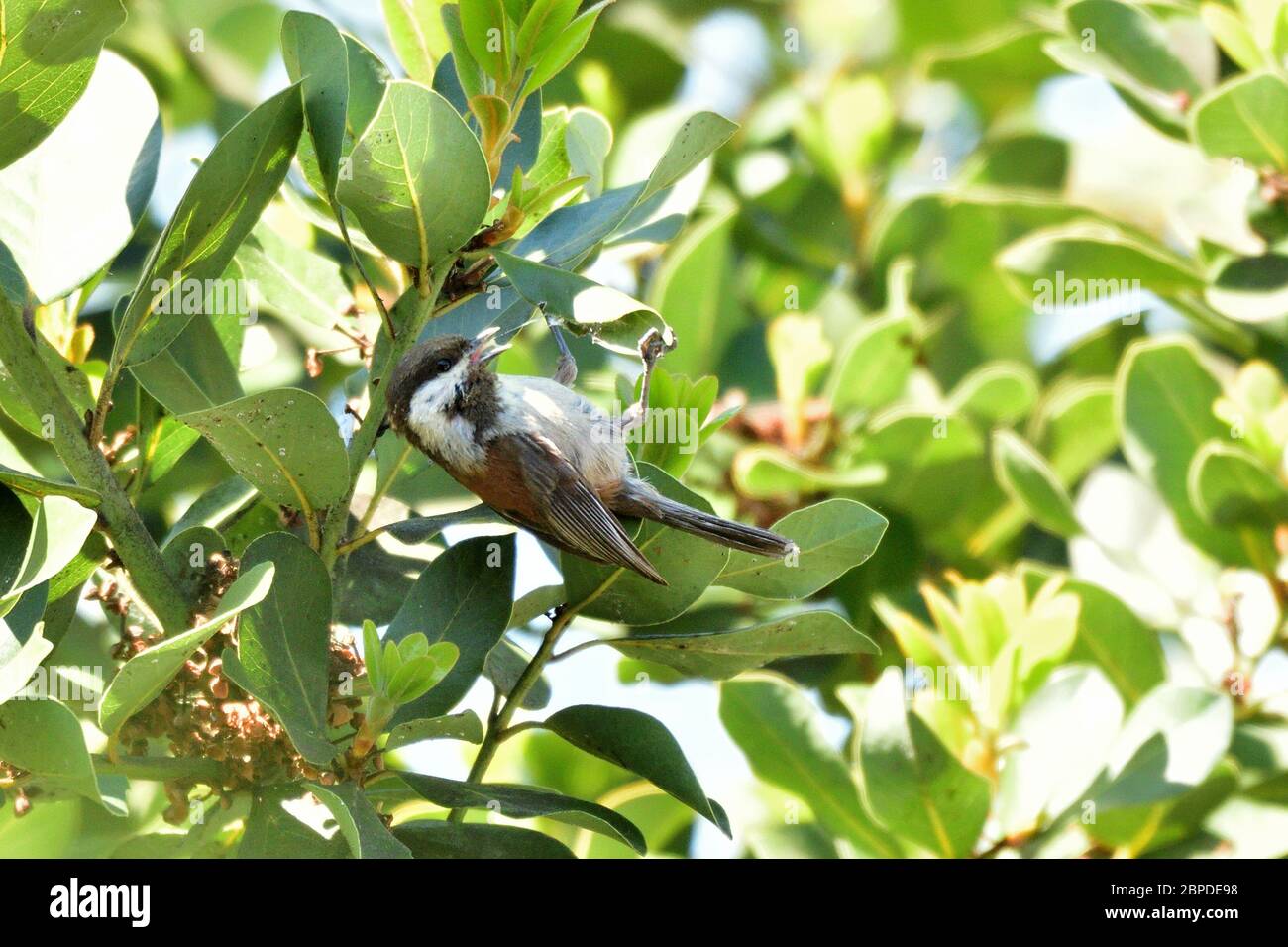 Chichadee dos à la châtaigne Banque D'Images
