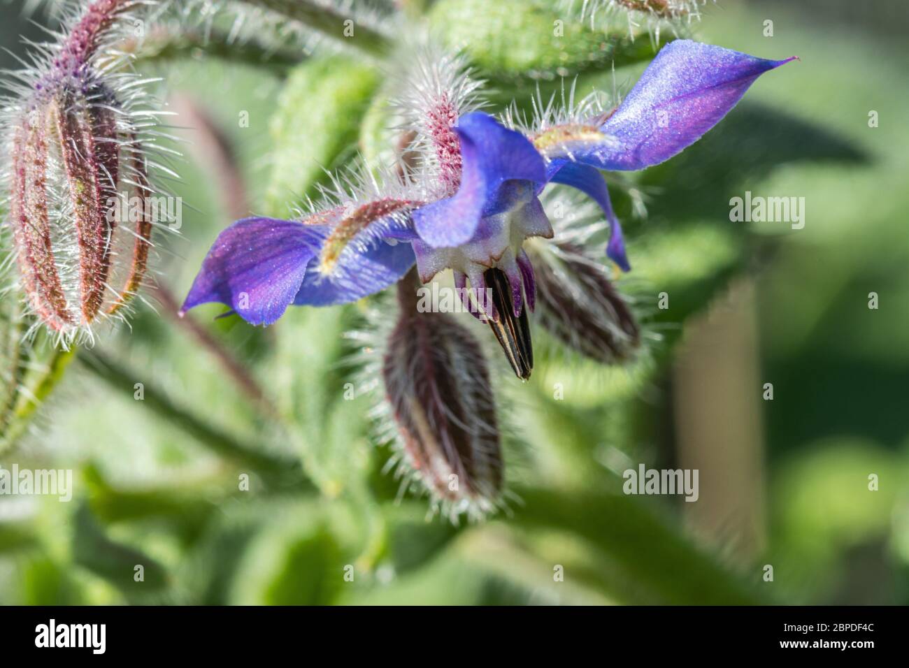 fleur de bourgeons et bourgeons en gros plan Banque D'Images